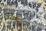 Columnar Stromatolite (Asperia) From Australia - Proterozoic #76188-1